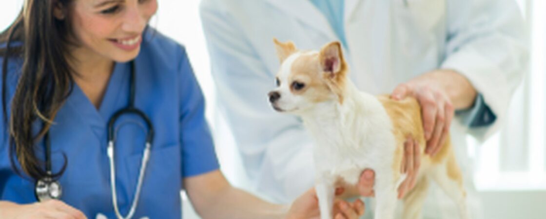 Veterinary Jobs in Canada: Earn $21-$80/hr | Apply Now!