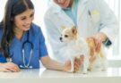 Veterinary Jobs in Canada: Earn $21-$80/hr | Apply Now!