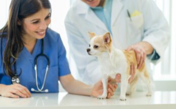 Veterinary Jobs in Canada: Earn $21-$80/hr | Apply Now!