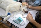 Veterinary Jobs in Canada for Foreigners